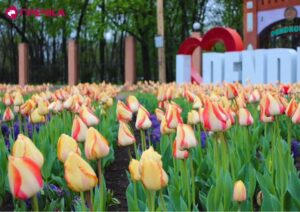 Три мільйони тюльпанів: Дендропарк у Кропивницькому готується до традиційного Фестивалю тюльпанів