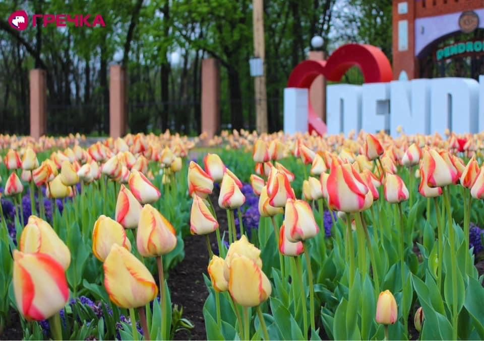 Три мільйони тюльпанів: Дендропарк у Кропивницькому готується до традиційного Фестивалю тюльпанів