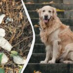 Куди зникли з вулиць білі собачі фекалії: чому в 90-х їх вони були всюди, а тепер ні