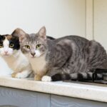 Як проходить операція — стерилізація кішки та як підготувати улюбленця