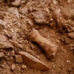 Нові скам’янілості в Іспанії вказують на канібалізм перших європейців: що знайшли вчені